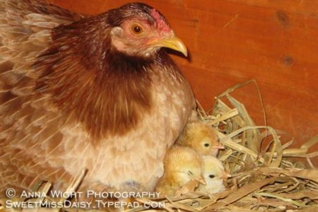 Hatching Baby Chicks Image